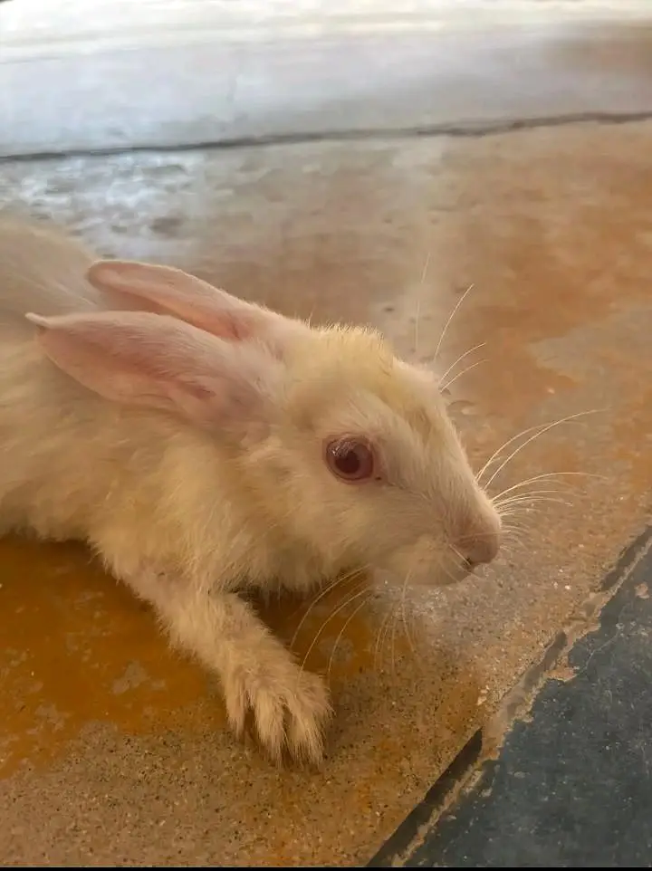 red eyes rabbits — photo 5