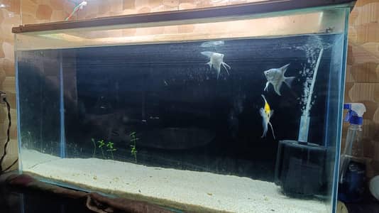 Fish Aquarium tank 3 feet with filter system all accessories