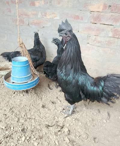 Pure Ayam Cemani Black Hens & Roosters Available