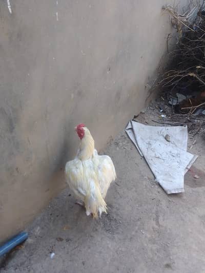 full active breeder male whatsap no 03351639670