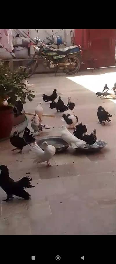 laka fantail pigeons pair
