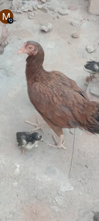 3 Aseel murghian for sale Whatsapp 03067514372