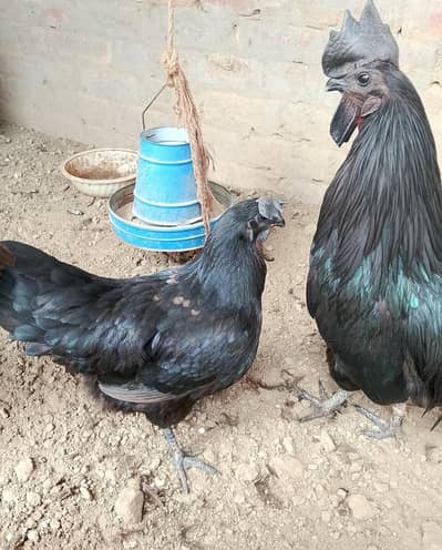 pure Ayam Cemani pair for sale _ grey Tung healthy and active
