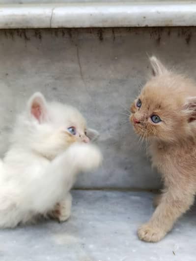 Double coated Persian male female cat
