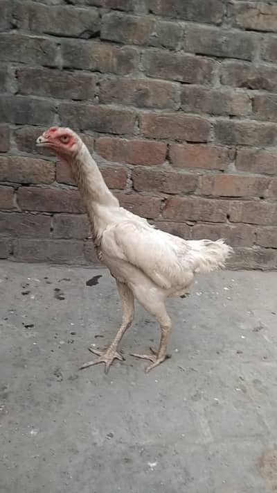 2 white oh Shamo females for sale