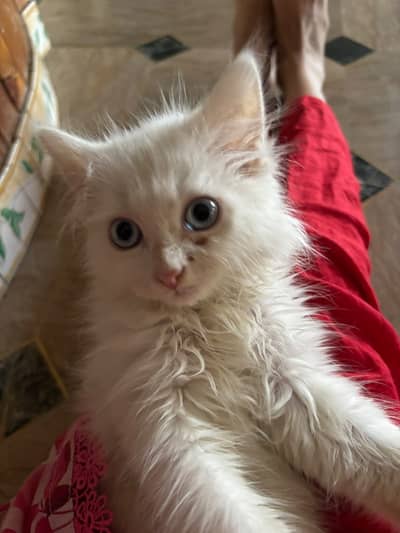 Persian baby cat