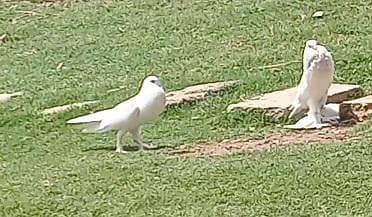 Pigeons 0