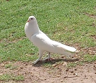 Pigeons 1