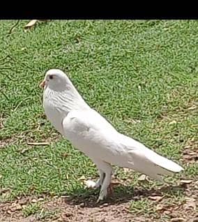 Pigeons 2