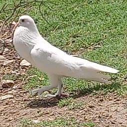 Pigeons 3