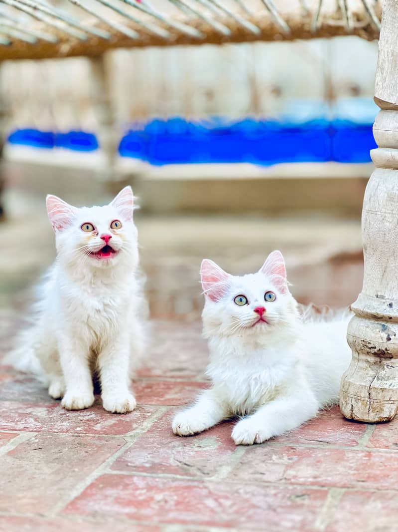 Persian cat 0