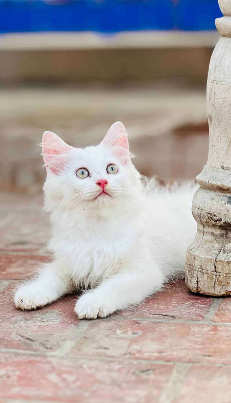 Persian cat 1