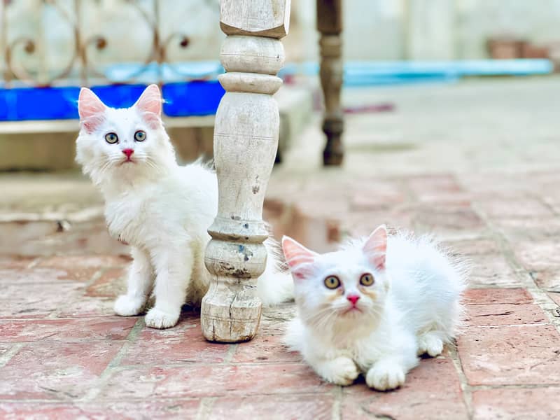Persian cat 2