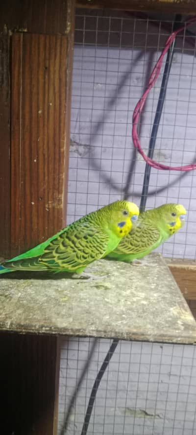 ustralian birds for sale
