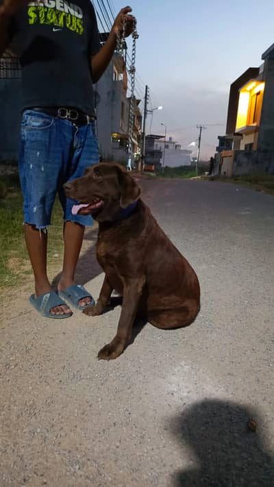 Labrador female chocolate brown