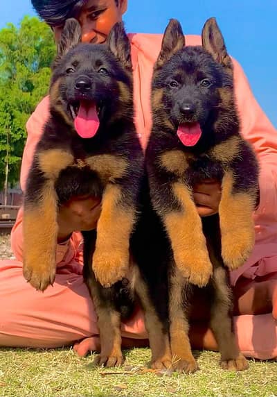 German shepherd long coat  pair age 2 months for sale