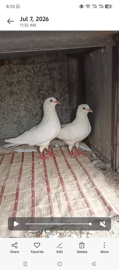 Patti wala breeder pair for sale