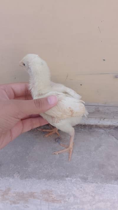 pure heera aseel [premium quality] 2 months old. male chick