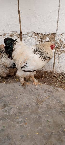 light columbian brahma pair