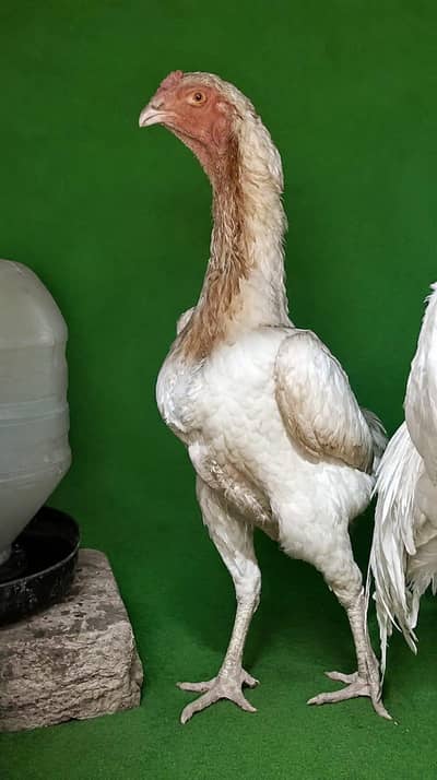 Aseel Shama female