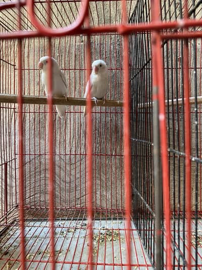 Albino with 3 eggs and box