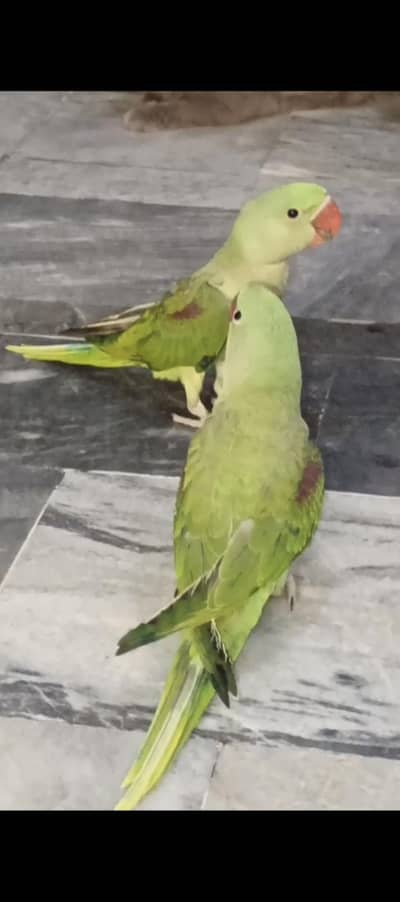 raw chicks for sale