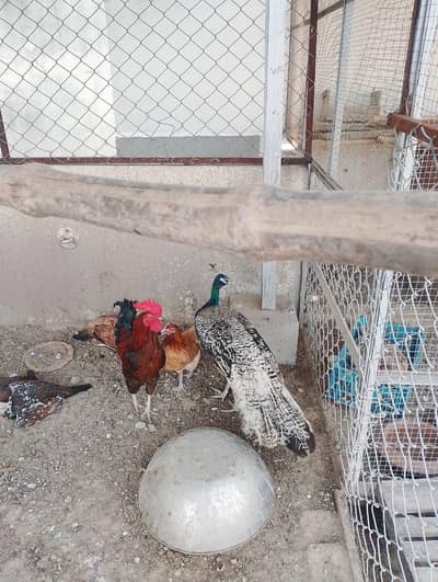 healthy peacock