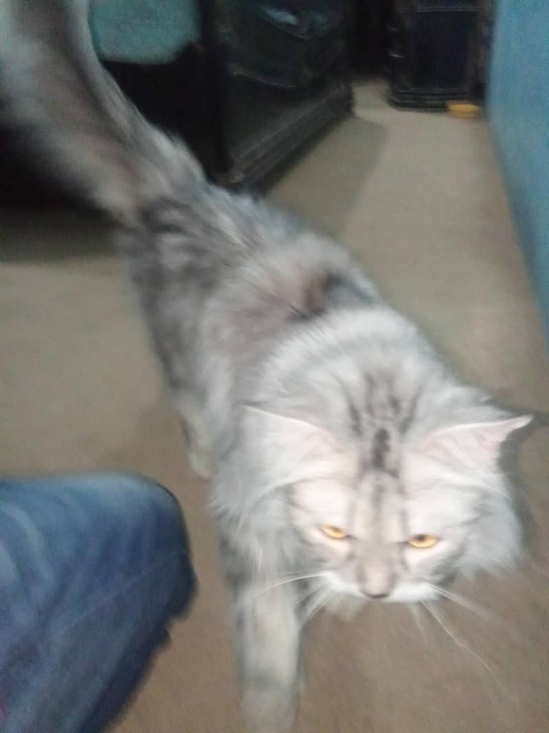Persian Breed 0