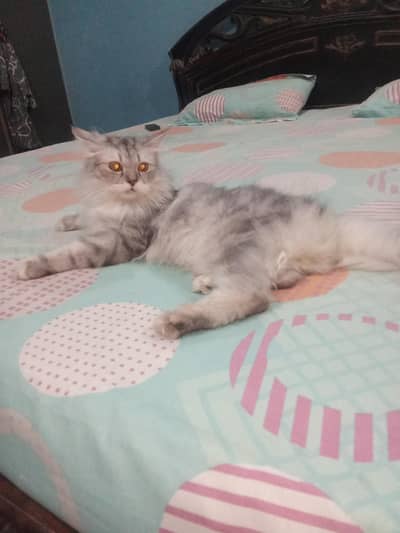 Persian Breed
