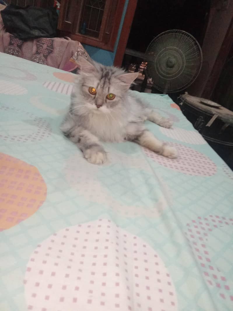 Persian Breed 2