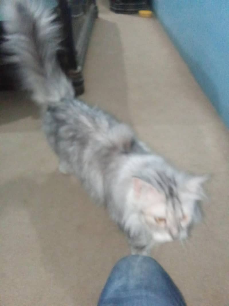 Persian Breed 3