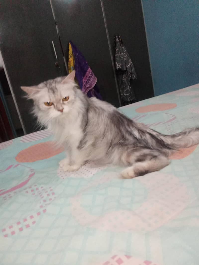Persian Breed 4