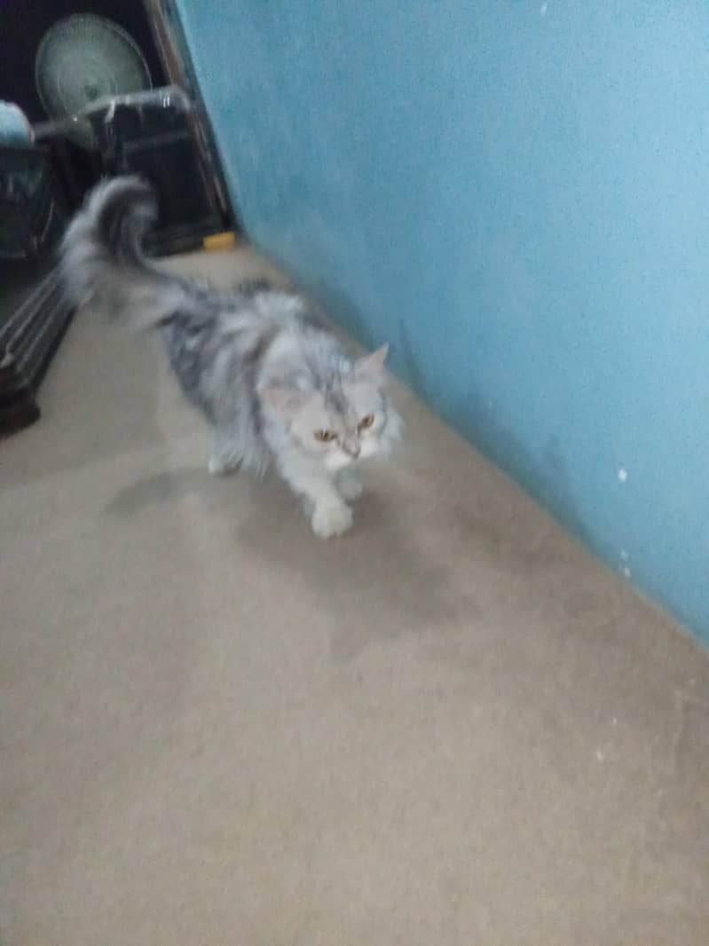 Persian Breed 5