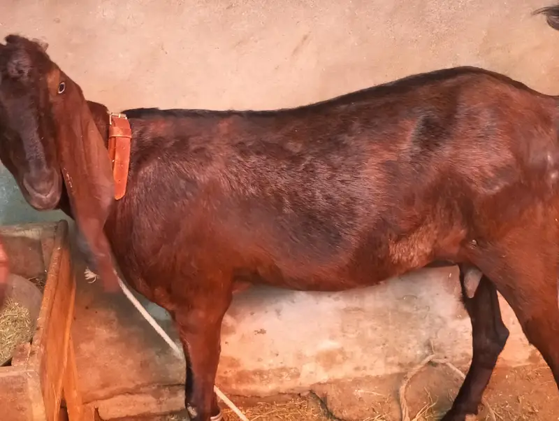 ناگرا بیتل
