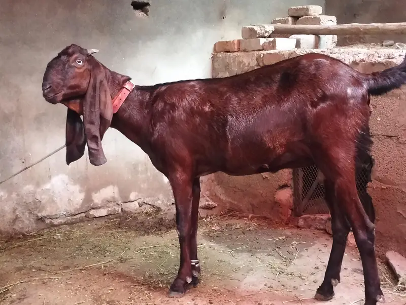 ناگرا بیتل — photo 4