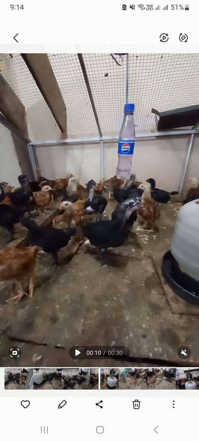 Australorp, Australop, rir, RIR