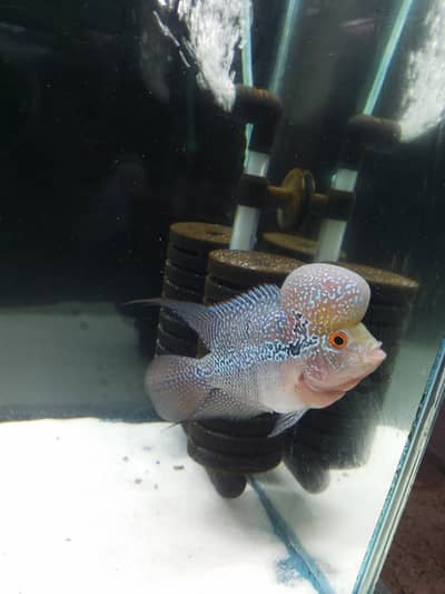 Flower Horn With Big Round Head