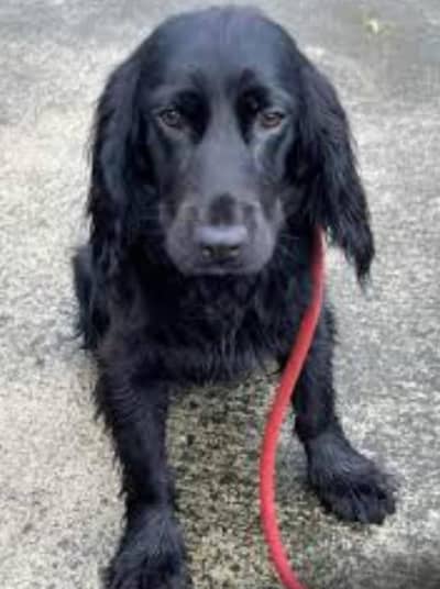 Black English Spaniel