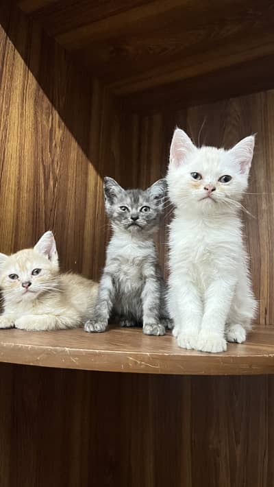 3 cats make/female