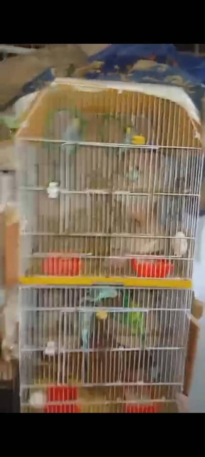 parrots pairs are sell