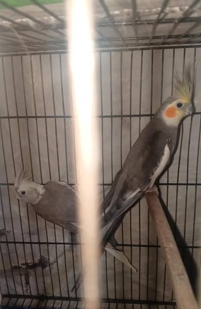 black mask male + charcole female breader pair