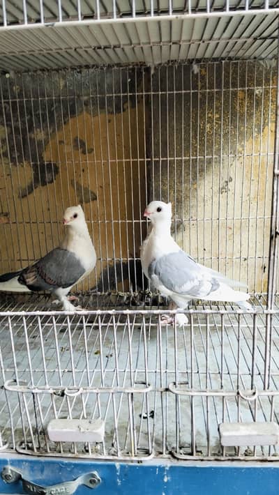 Sentient Pigeons Pair