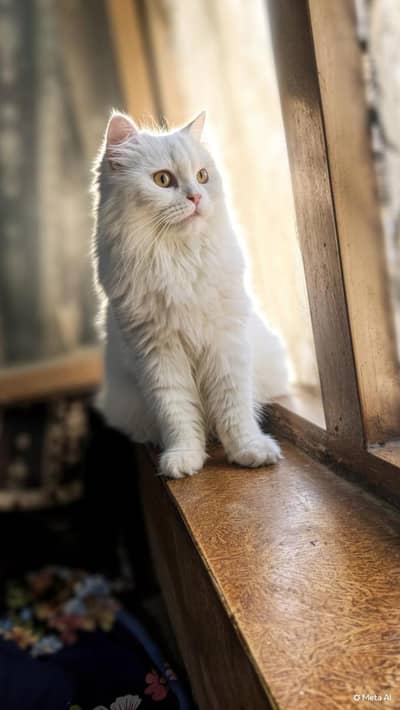 Female Persian cat