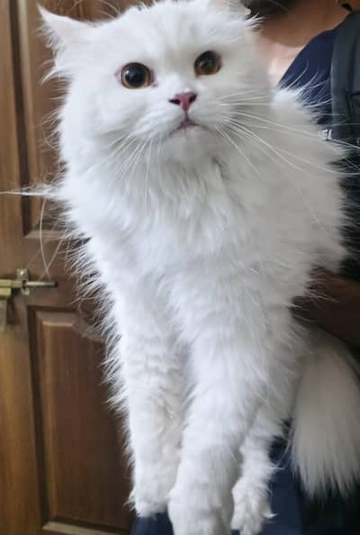 Female Persian cat