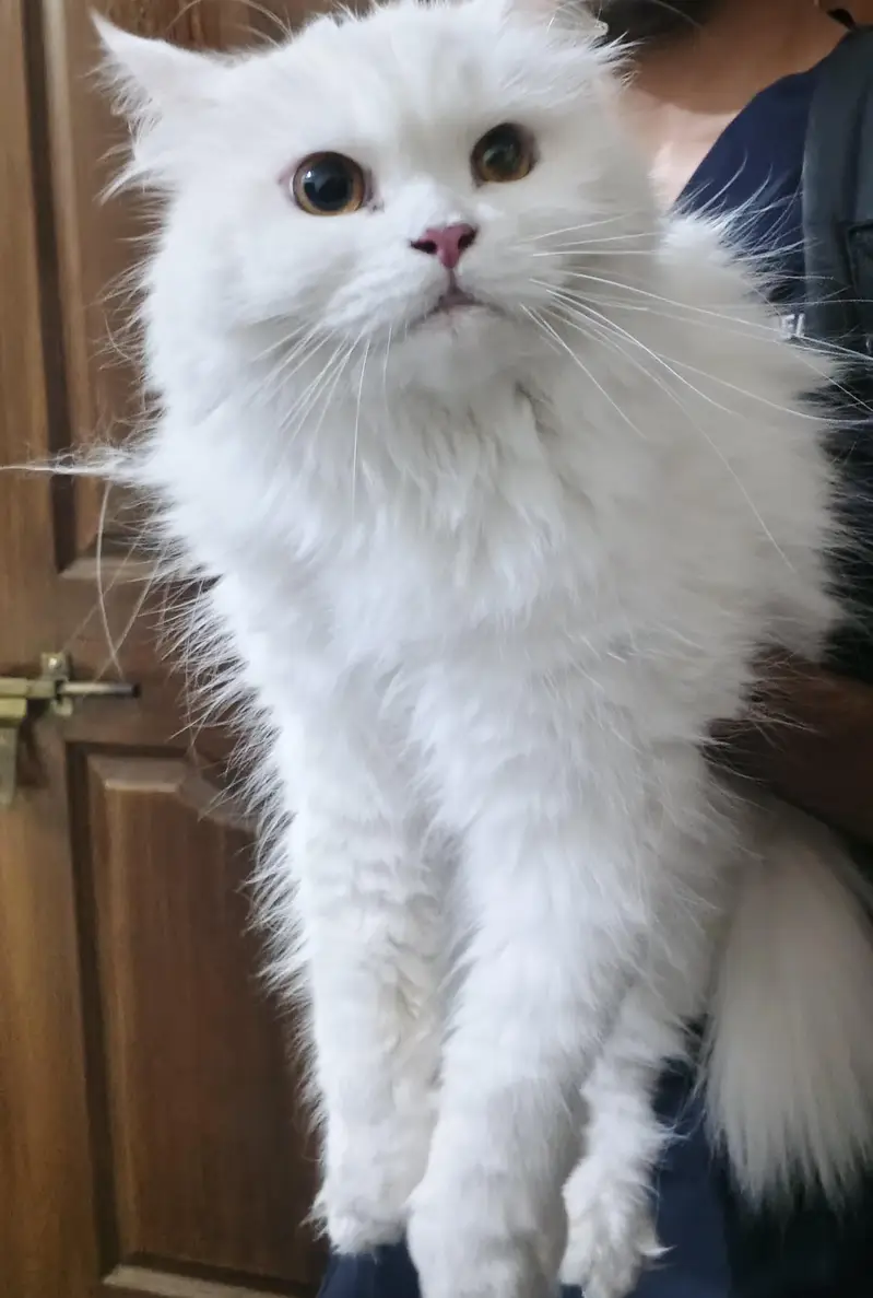 Female Persian cat — photo 3