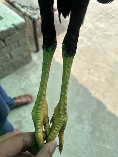 Aseel pair for sale