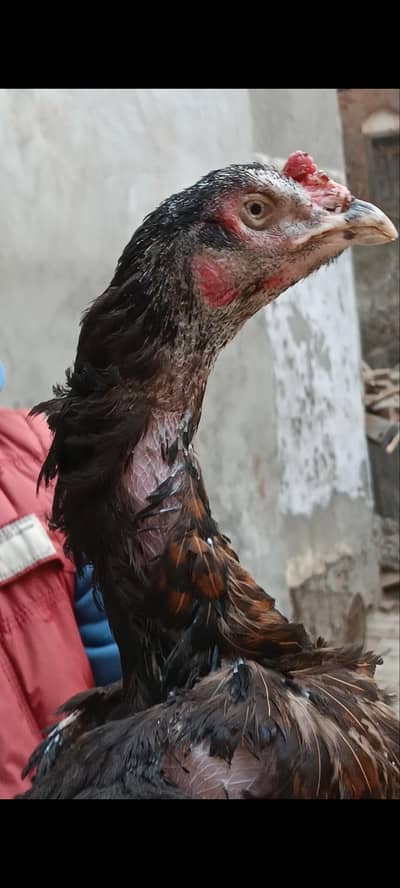 4 Aseel madian females for sale