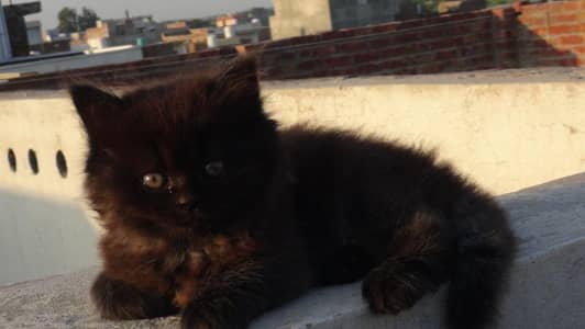 Cat Kitten Persian Jet Black