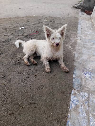 rusey female dog