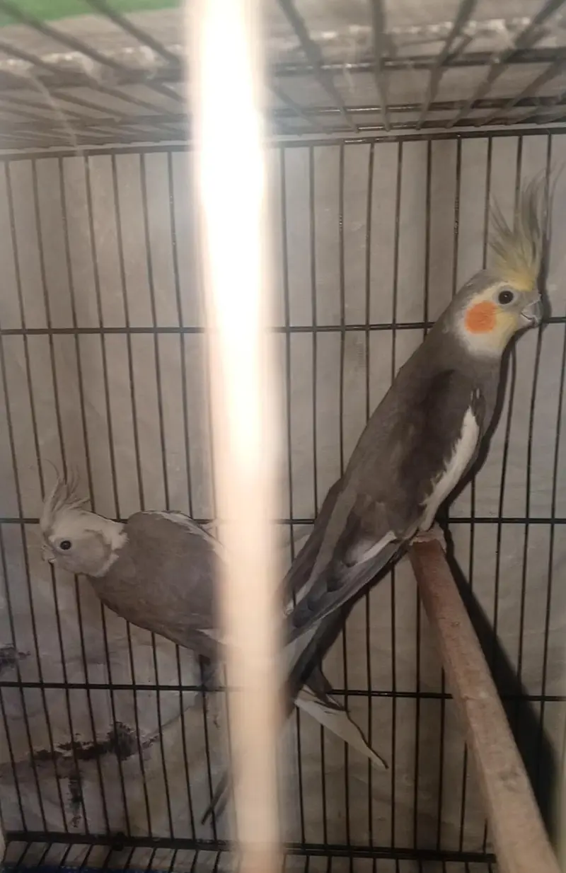 cocktail breader pair fully healthy and active make akala b mil jay ga